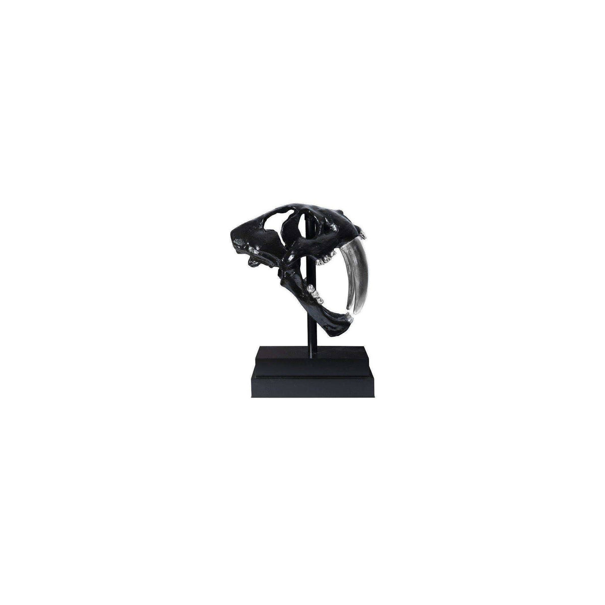 Black Saber Tooth Tiger Skull L8199